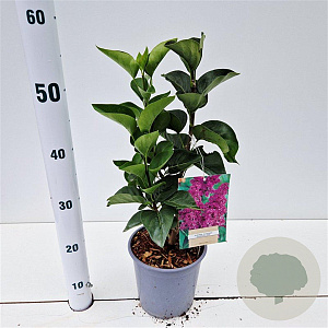 Syringa v. 'Charles Joly' GM 2,5L