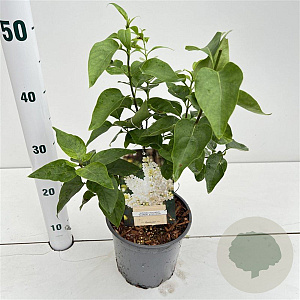 Syringa v. 'Mme Florent Stepman' 20-30 cm 2,5L