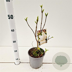 Syringa v. 'Mme Florent Stepman' 20-30 cm 2,5L