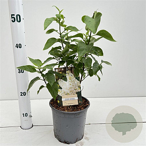 Syringa v. 'Mme Florent Stepman' 20-30 cm 2,5L