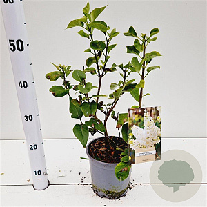 Syringa v. 'Mme Florent Stepman' 30-40 cm 2,5L