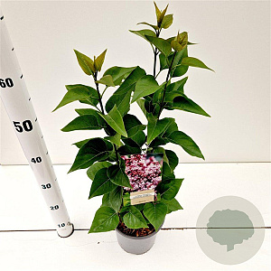 Syringa v. 'Katherine Havemeyer' 30-40 cm 2,5L