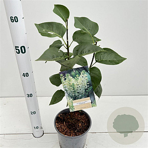Syringa v. 'Primrose' 30-40 cm 2,5L