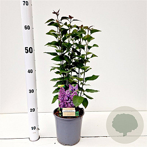 Syringa v. 'Ruhm von Horstenstein' 30-40 cm 2,5L