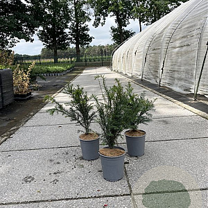 Taxus baccata 40-60 cm 3,5L