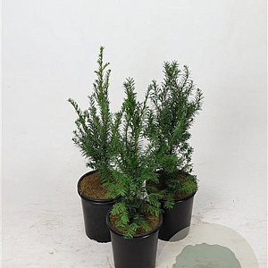 Taxus baccata 40-60 cm 3,5L