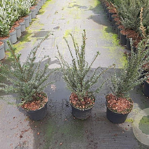 Taxus baccata 40-60 cm 3,5L