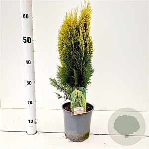 Thuja occ. 'Aurea Nana' 30-40 cm 2,5L