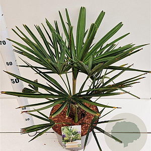Trachycarpus fortunei 40-50 cm 10L