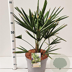 Trachycarpus fortunei 40-50 cm 10L
