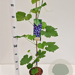 Vitis 'Boskoop Glory' 70-80 cm 2,5L
