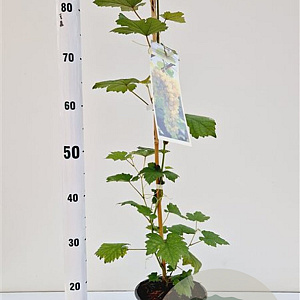 Vitis 'Bianca' 70-80 cm 2,5L