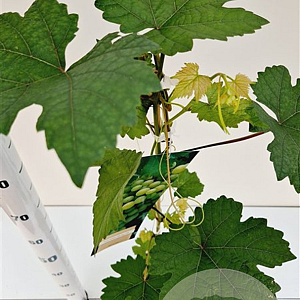 Vitis 'Vroege van der Laan' 70-80 cm 2,5L