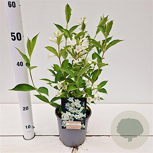 Weigela 'Candida' 30-40 cm 2,5L
