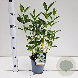 Weigela 'Candida' 30-40 cm 2,5L