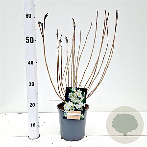 Weigela 'Candida' 30-40 cm 2,5L