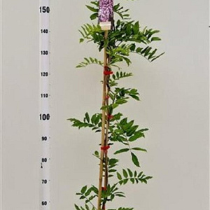 Wisteria flor. 'Honbeni' 175-200 cm 5,0L