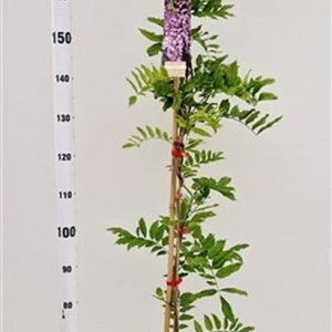 Wisteria flor. 'Honbeni' 175-200 cm 5,0L
