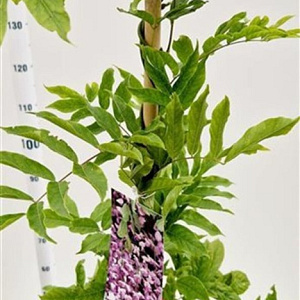 Wisteria flor. 'Honbeni' 175-200 cm 5,0L