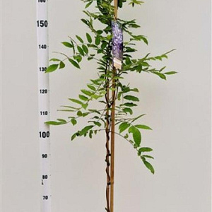 Wisteria sinensis 175-200 cm 5,0L