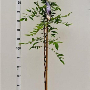 Wisteria sinensis 175-200 cm 5,0L