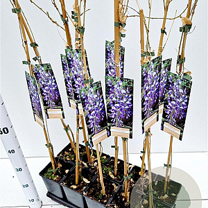 Wisteria sinensis 70-80 cm rozenpot 2L