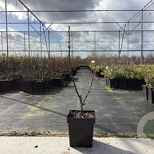 Zanthoxylum schinifolium 40-50 cm 3,0L