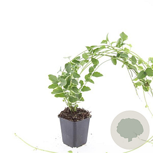 Vinca major 'Variegata' GM P9