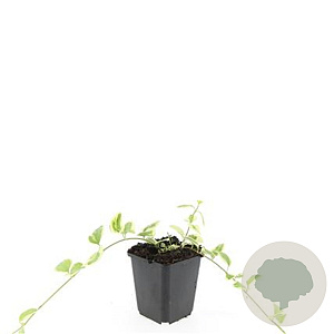 Vinca major 'Variegata' GM P9