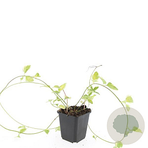 Vinca major 'Variegata' GM P9