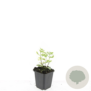 Vinca major 'Variegata' GM P9