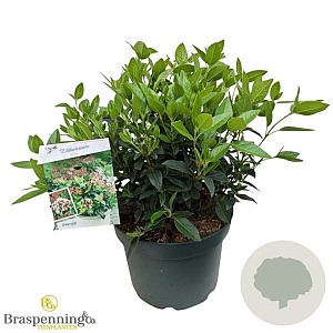 Viburnum tinus 40-50 cm 10L