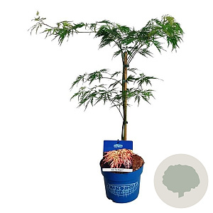 Acer Ice Dragon 40-50 cm 3,0L