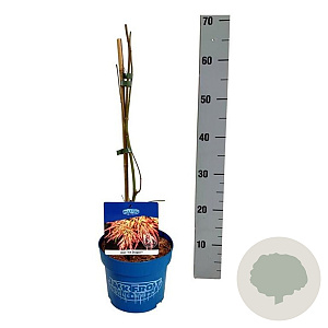 Acer Ice Dragon 40-50 cm 3,0L