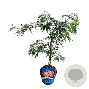 Acer Ice Dragon 40-50 cm 3,0L