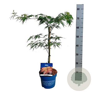 Acer Ice Dragon 40-50 cm 3,0L