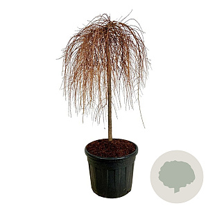 Larix kaempf. 'Stiff Weeper' 120 cm stam cont. 90L extra