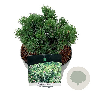 Pinus mugo 'Mops' 15-20 cm