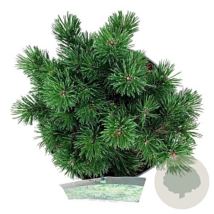 Pinus mugo 'Mops' 15-20 cm
