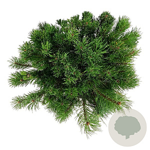 Pinus mugo mugo 30-40 cm 6,5L