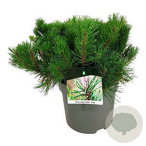 Pinus mugo mugo 30-40 cm 6,5L