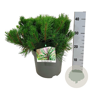 Pinus mugo mugo 30-40 cm 6,5L