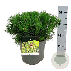 Pinus mugo pumilio 30-40 cm 6,5L