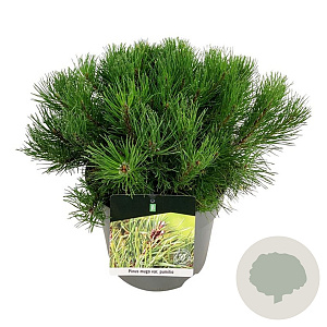 Pinus mugo pumilio 30-40 cm 6,5L