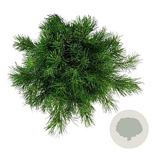 Pinus mugo pumilio 30-40 cm 6,5L