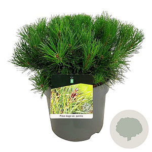 Pinus mugo pumilio 30-40 cm 6,5L