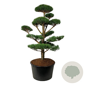 Pinus sylvestris 175-200 cm cont. 285L bonsai