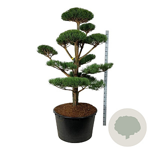 Pinus sylvestris 175-200 cm cont. 285L bonsai