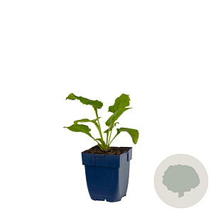 Echinacea p. 'Alba' GM  P11