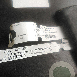 Hakonechloa macra GM P9